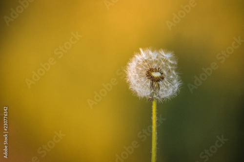 dandelion on green background