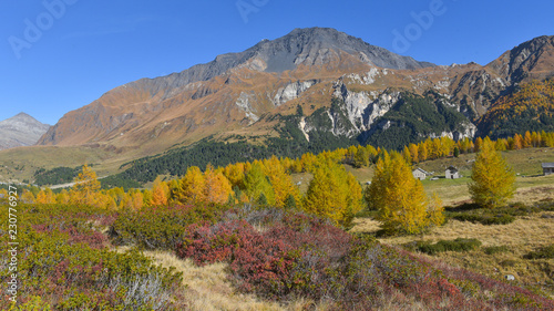 Panoramica autunnale con abeti, larici e cespugli di mirtilli in montagna