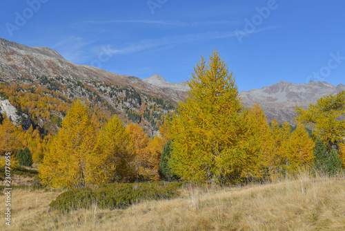 Gruppo di larici gialli autunnali in montagna in autunno con cielo azzurro in sottofondo