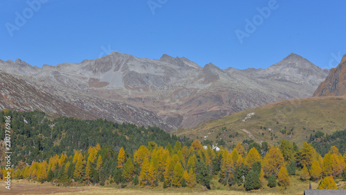 Panoramica in autunno in alta montagna, con larici gialli e abeti verdi