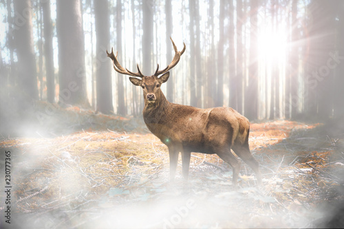 Hirsch bei Nebel im herbstlichen Wald bei Lichteinfall photo