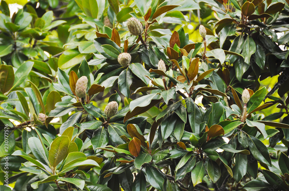 southern green tropical plant tree with fruits southern green tropical plant tree with fruits