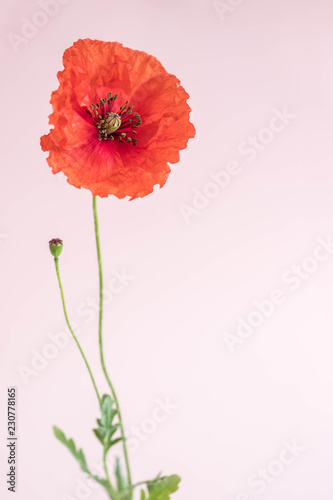 Fototapeta Naklejka Na Ścianę i Meble -  Beautiful red poppy with its bud on pink background