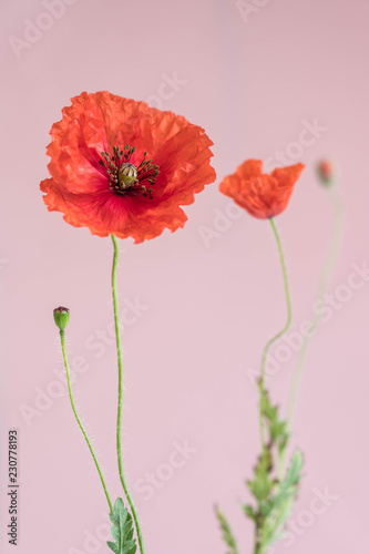 Fototapeta Naklejka Na Ścianę i Meble -  Beautiful red poppies with its buds and leaves on pink background