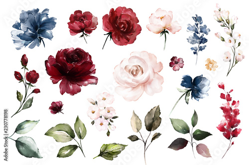 Zestaw elementów akwarela z róż kolekcji ogród czerwony, bordowy kwiaty, liście, gałęzie, ilustracja botaniczna na białym tle. pączek kwiatów