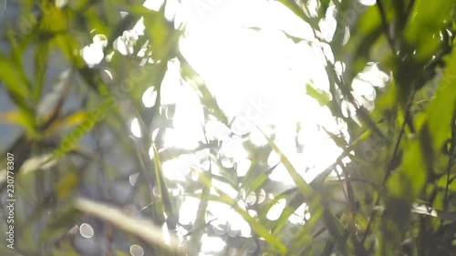 Large round sun glare on the water shines through the swinging reeds