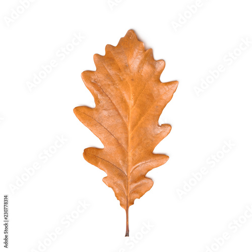 single oak leaf  dry brown