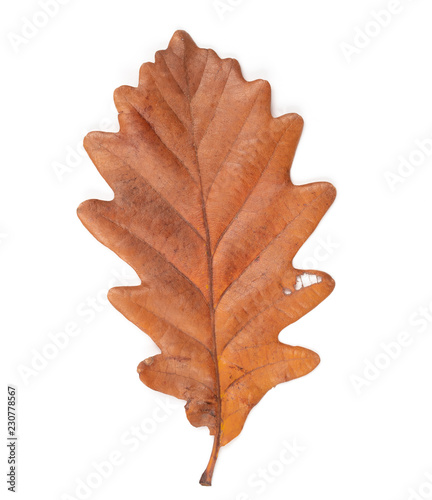 single oak leaf  dry brown