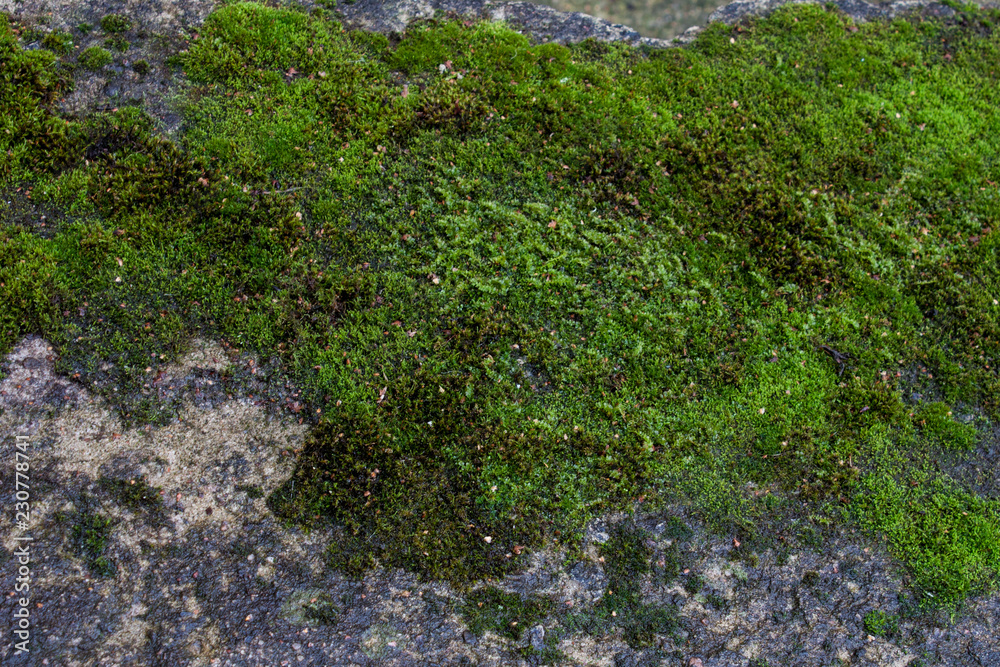 Moss green texture. Moss background. Green moss on grunge texture, background