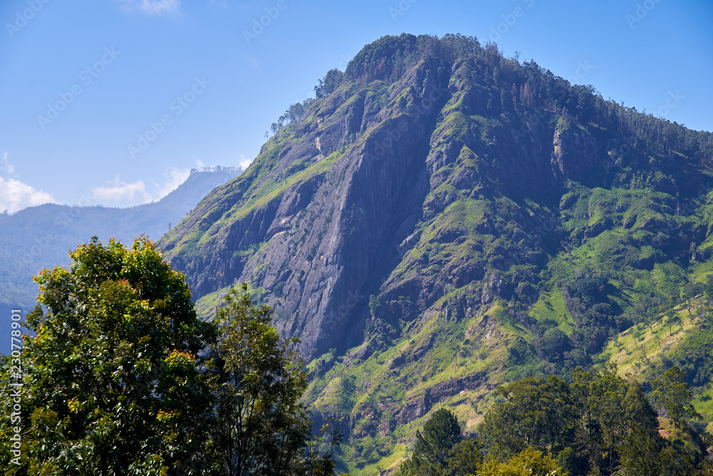  landscape with tea plantations and The Ella Rock   in Sri Lanka