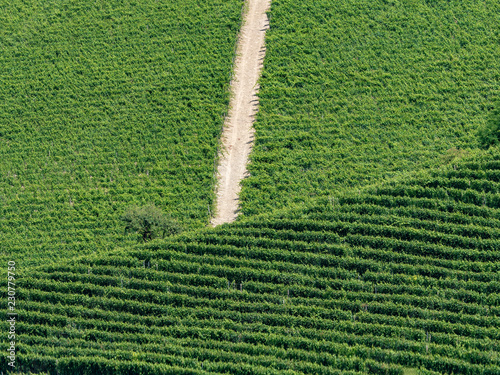 Vineyards near Barbaresco, Cuneo, in Langhe