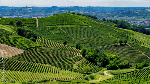 Vineyards near Barbaresco, Cuneo, in Langhe