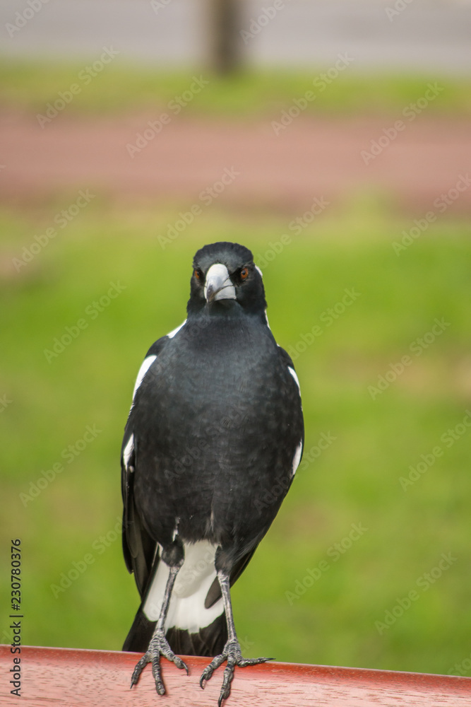 Fototapeta premium Portrait of a bird