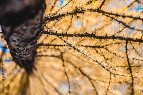 Larch trunk with wondeful golden branches. Bottom view photo