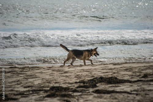 A german sheper dog having fun on the beach photo