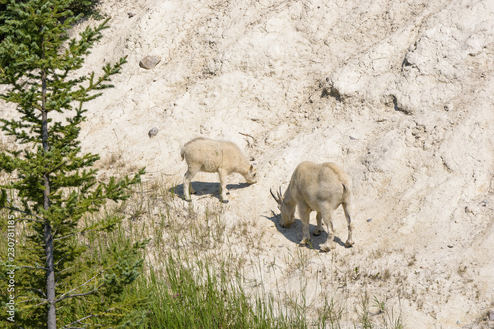 Obraz premium Young mountain goat grazing next to a road in Jasper national park