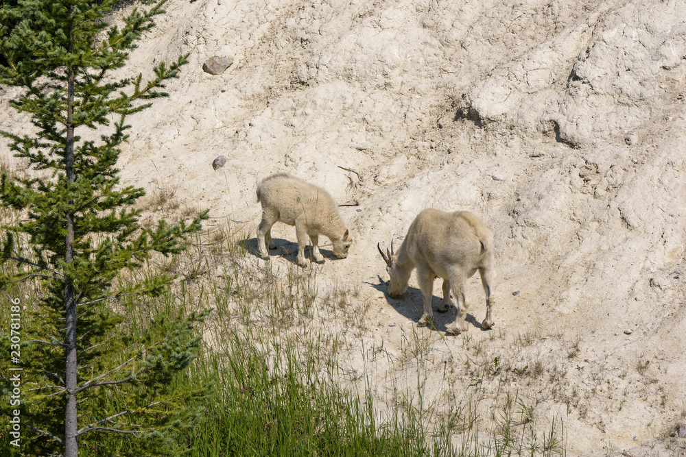 Young mountain goat grazing next to a road in Jasper national park Young mountain goat grazing next to a road in Jasper national park