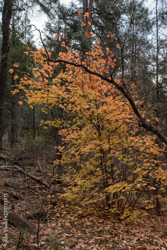 yellow tree in autumn