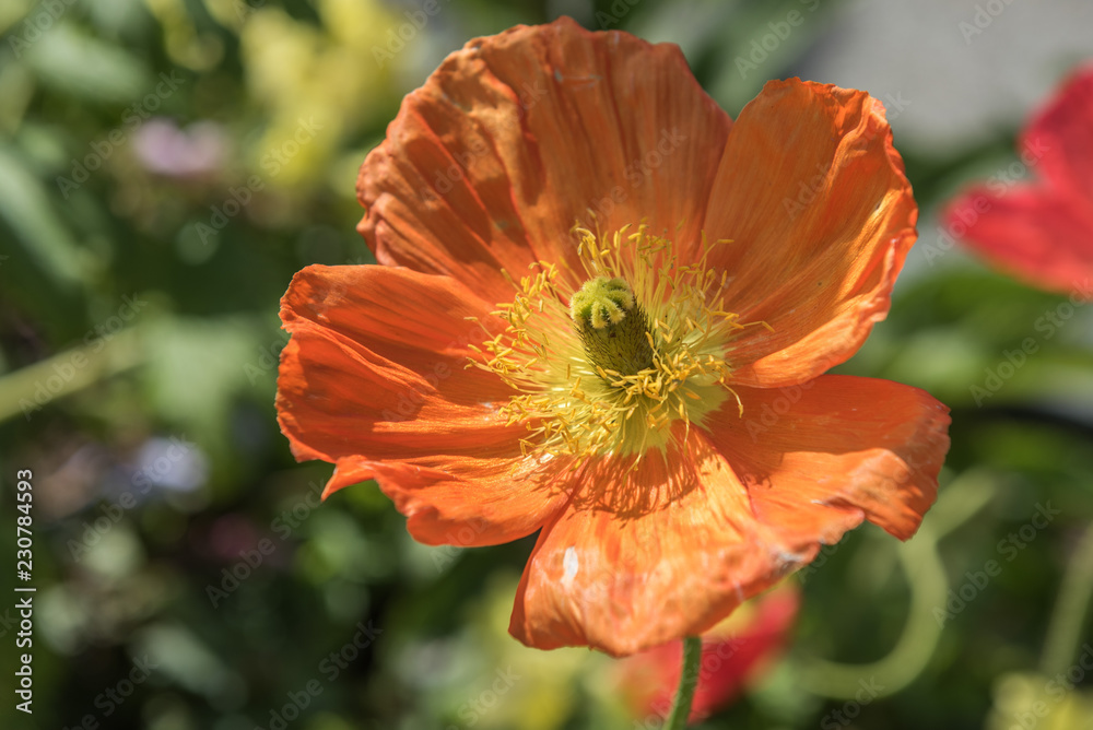 orange flower