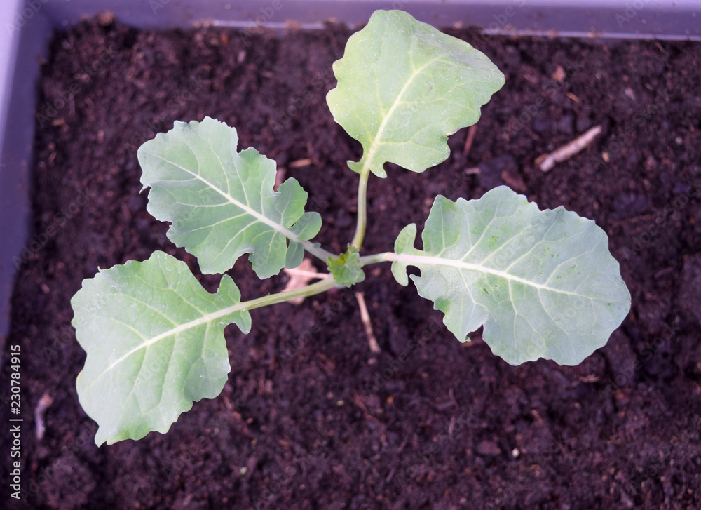 Broccoli plant close up in garden, growing broccoli Broccoli plant close up in garden, growing broccoli