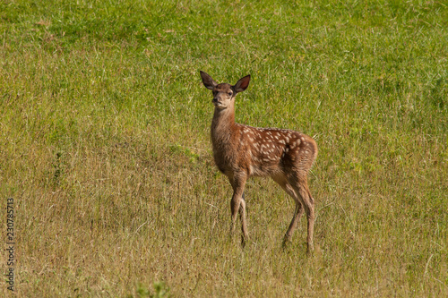 Foto Rothirsch-Kitz / Jungtier im Gras