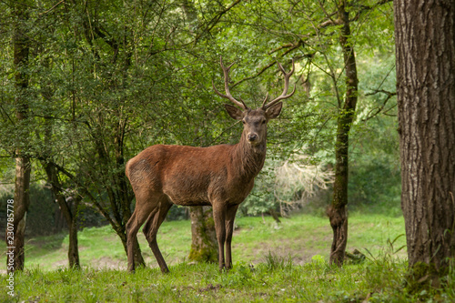 Rothirsch (Cervus elaphus)