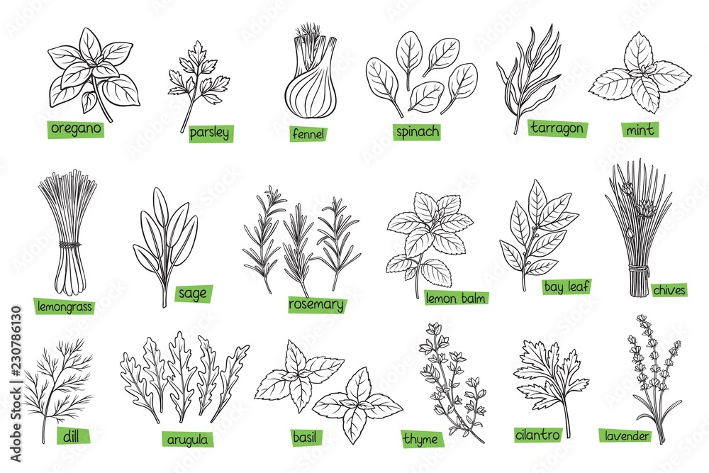 Obraz premium Popular culinary herbs