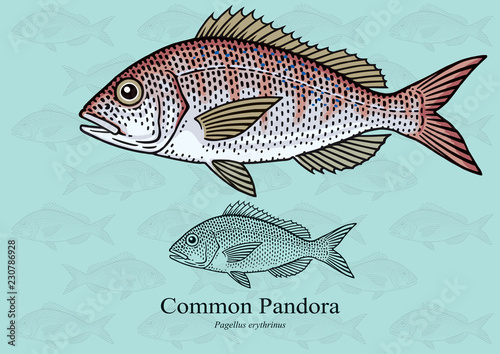 Common Pandora. Vector illustration with refined details and optimized stroke that allows the image to be used in small sizes (in packaging design, decoration, educational graphics, etc.)