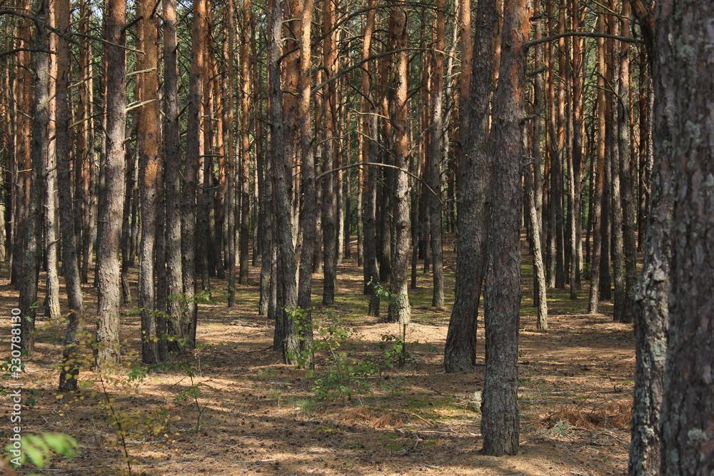 Obraz premium trees in forest