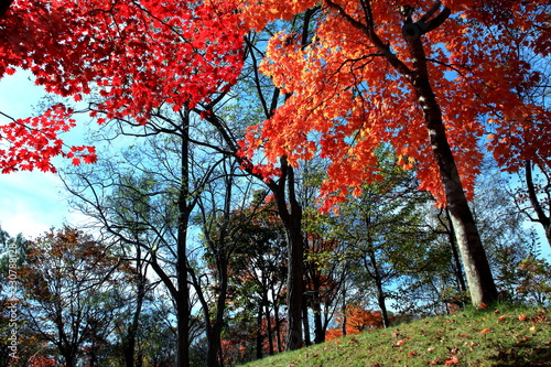 北海道、札幌、紅葉の日本庭園の風景