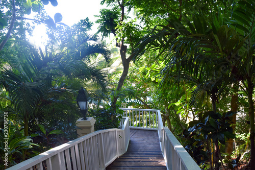 stairs between palms, stairway downstairs between tropical plants © Laila