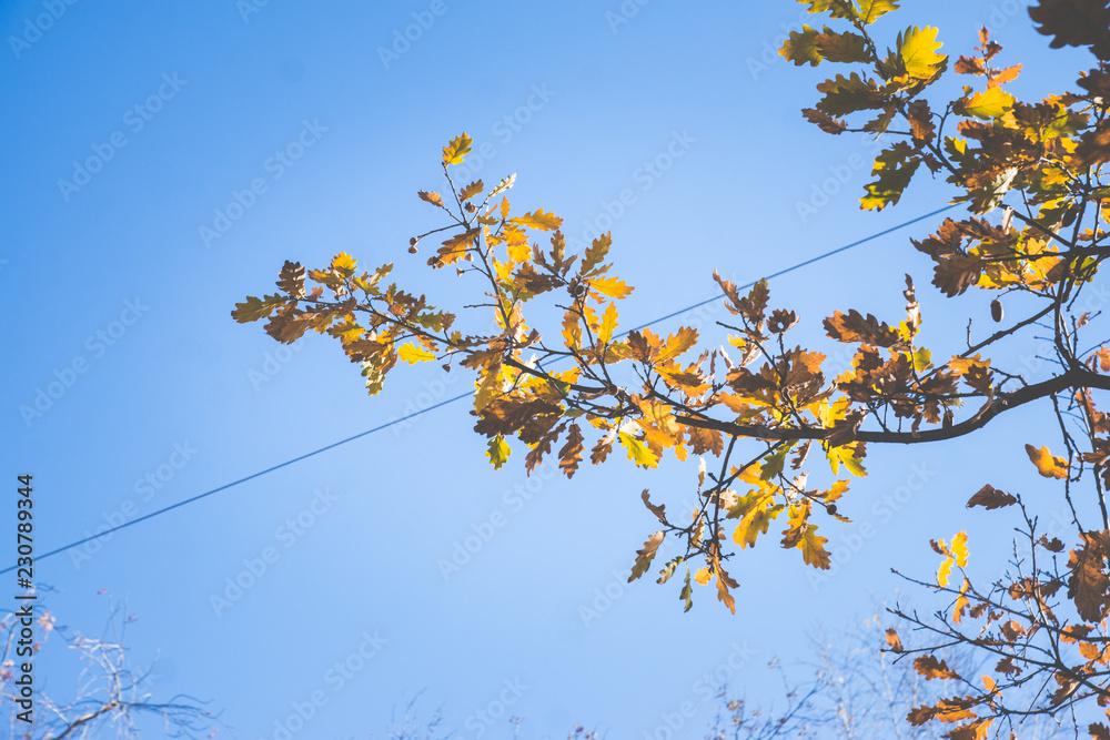 Oak's branches with beautiful golden leaves and acorns. Selective focus. Oak's branches with beautiful golden leaves and acorns. Selective focus.