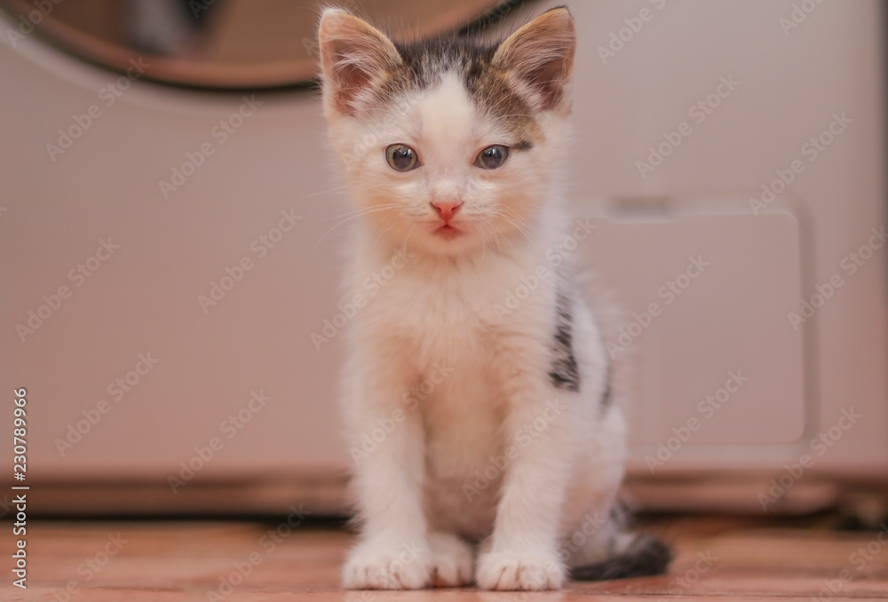 small black and white kitten with blue eyes sitting. close-up.