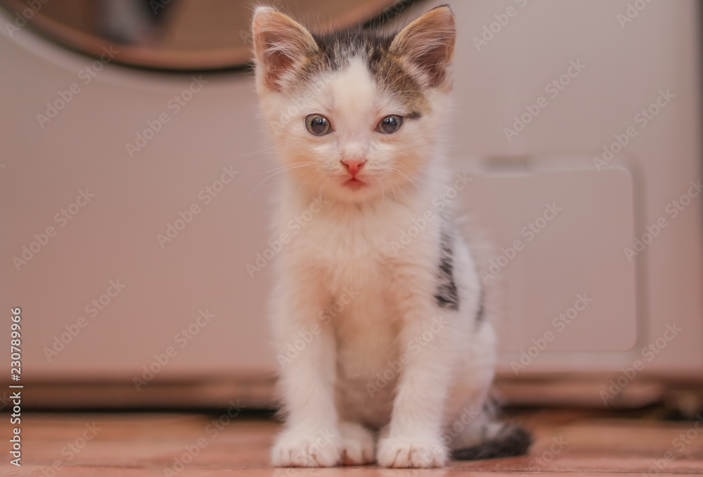 small black and white kitten with blue eyes sitting. close-up. small black and white kitten with blue eyes sitting. close-up.
