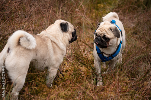 mops