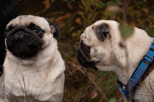 mops