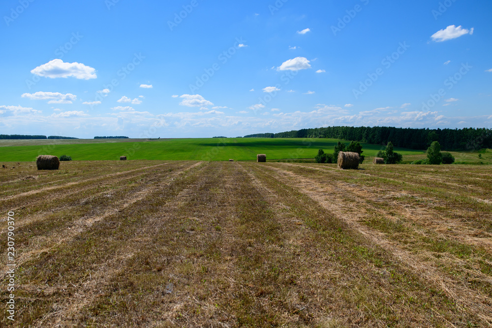 Bales of hay on the field against the background of a golobugo or bright blue sky