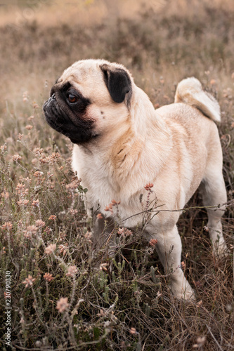mops