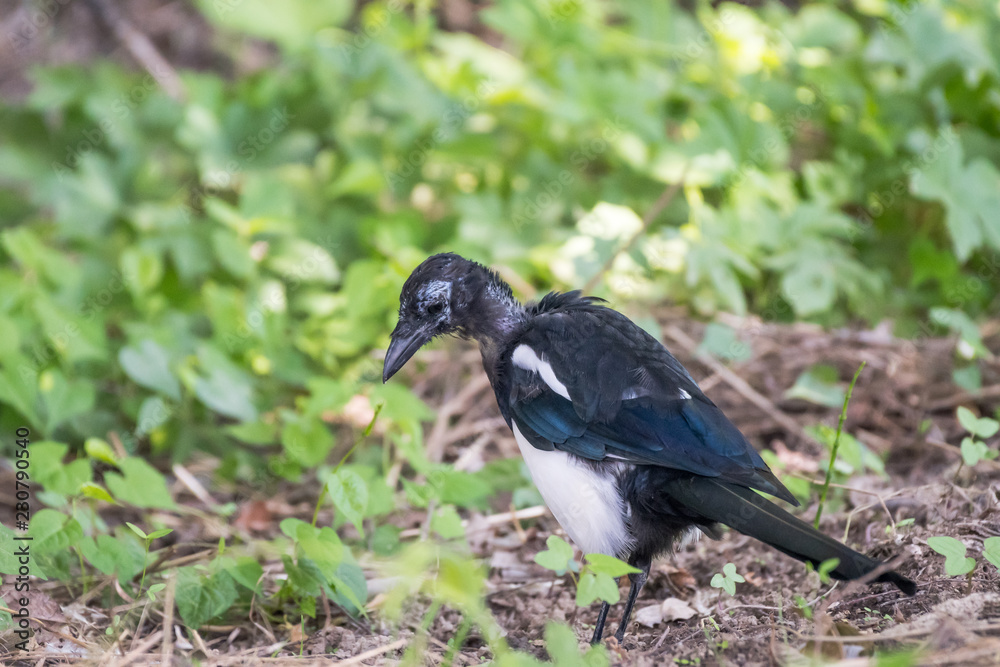 Fototapeta premium a depressed, bald Eurasian magpie (Pica pica)
