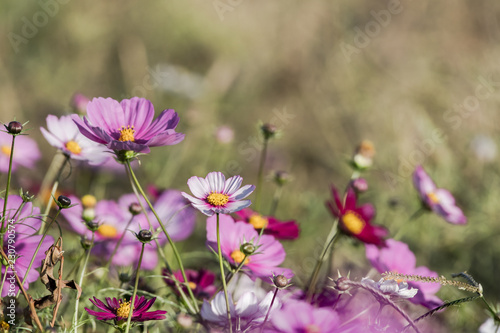 colorful cosmos