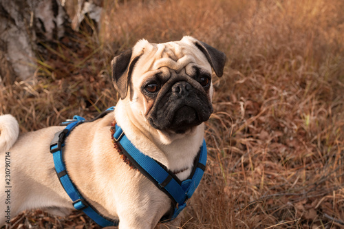 mops