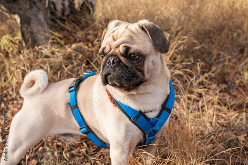 mops