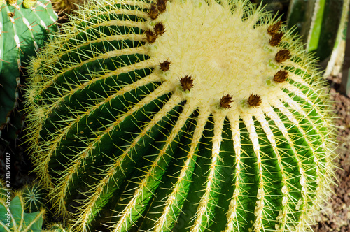 Kaktus als Nahaufnahme