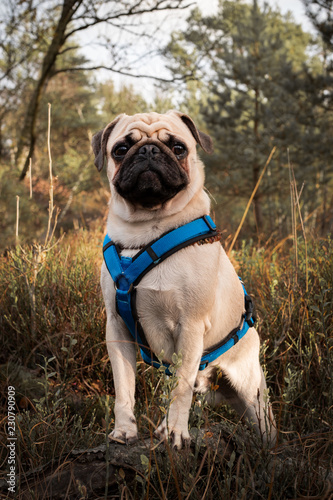 mops