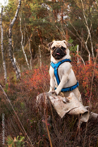 mops