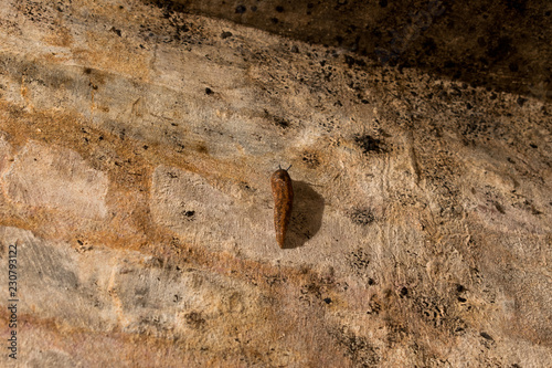 Slug on the wall of the old basement photo