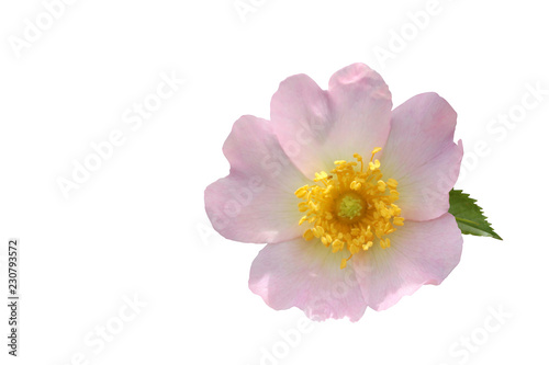 wild pink rose on white ground © Kybele