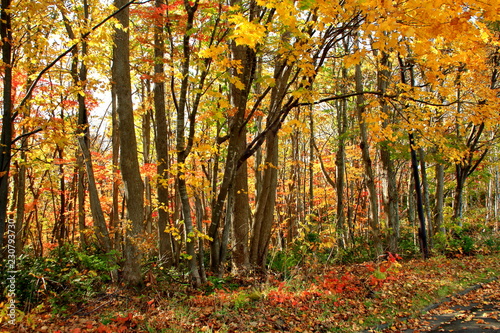 北海道、札幌の公園の秋の風景
