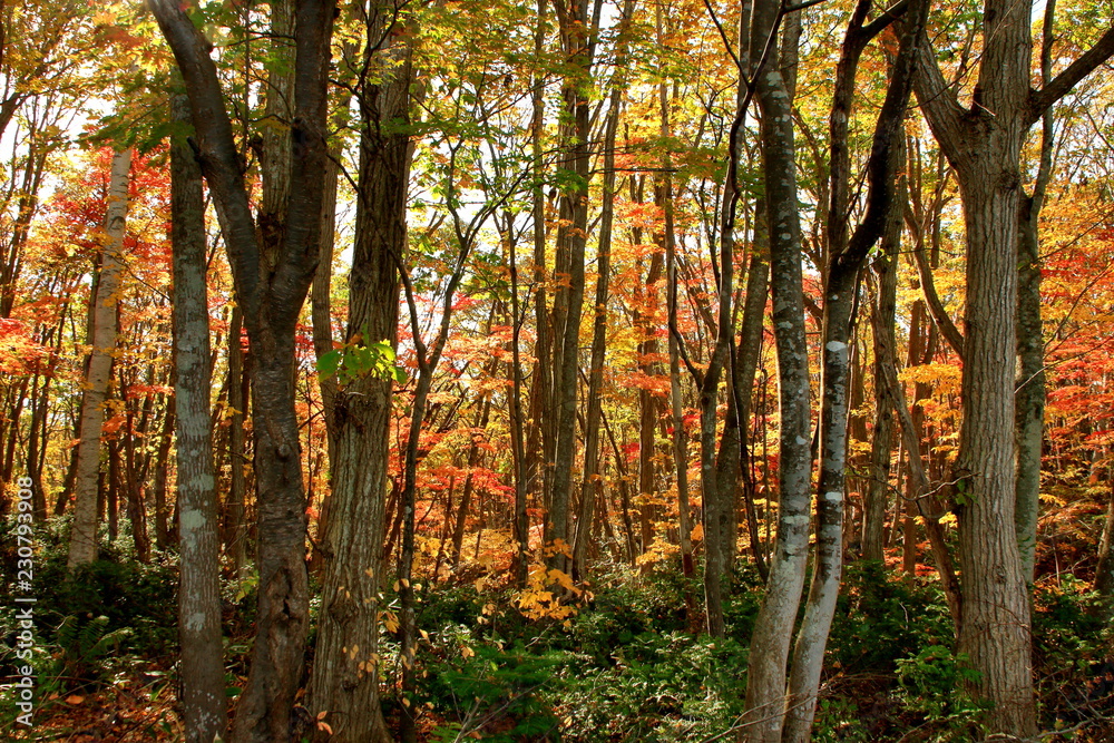 Obraz premium 北海道、札幌の公園の秋の風景