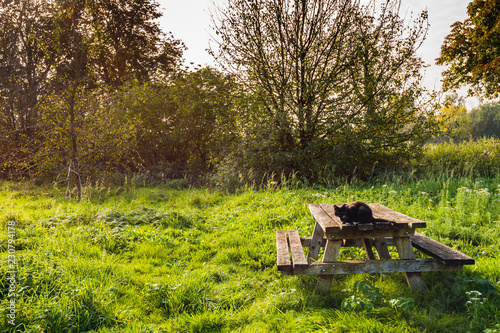 Black cat with green eyes sits on a weathered wooden picnic table in the park and looks curiously at the photographer